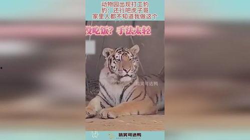 虎子哥爆料红鱼视频,红鱼视频背后的惊人内幕